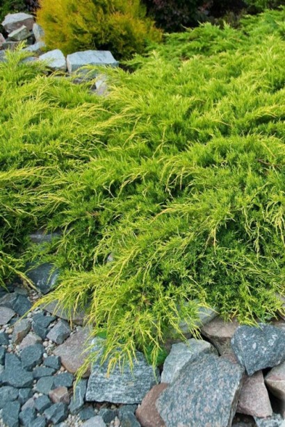 Juniperus media Pfitzeriana Aurea